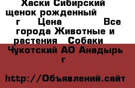 Хаски Сибирский (щенок рожденный 20.03.2017г.) › Цена ­ 25 000 - Все города Животные и растения » Собаки   . Чукотский АО,Анадырь г.